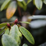 Rhododendron