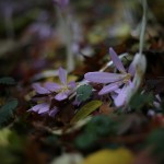 Krokus