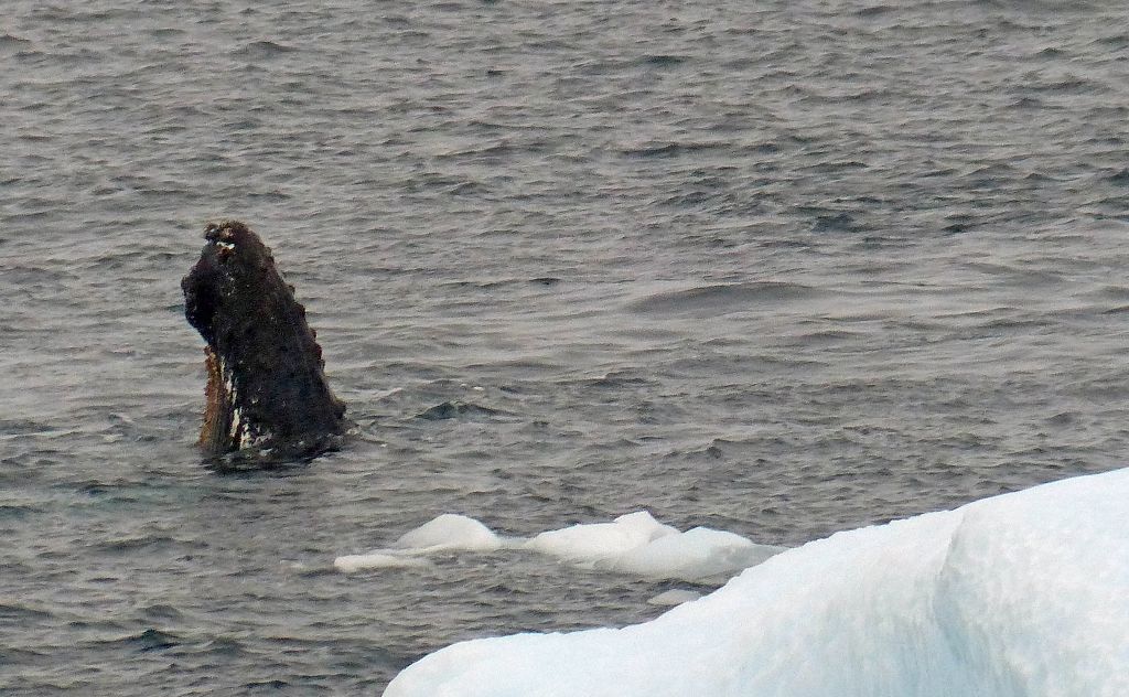 k763 b Herzberger's history